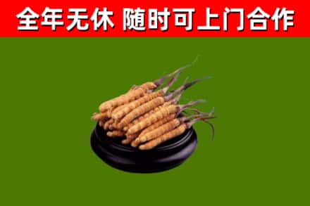 黄山烟酒回收冬虫夏草.jpg
